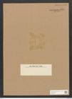 Diatomeae indet. Zeichnungen Sammlung Grunow Nr. 5054 (NHMW-BOT-W0373318)